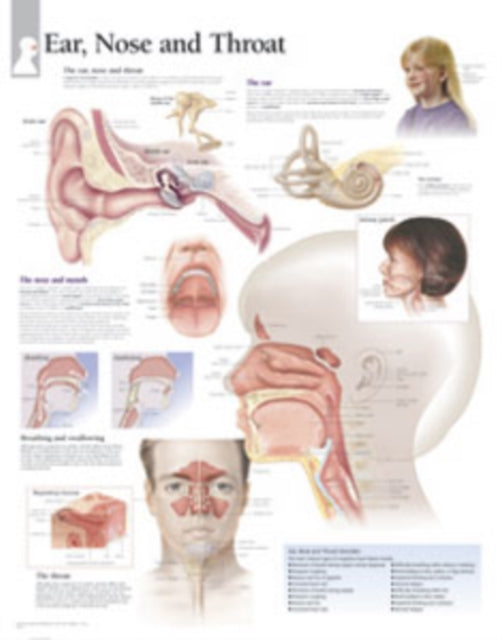 Book cover of: Ear, Nose & Throat Laminated Poster