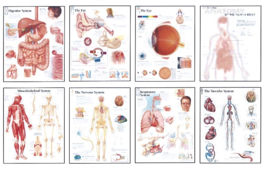 Book cover of: Human Anatomy Chart Pack