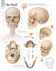 Book cover of: Skull Paper Poster. By: Scientific Publishing