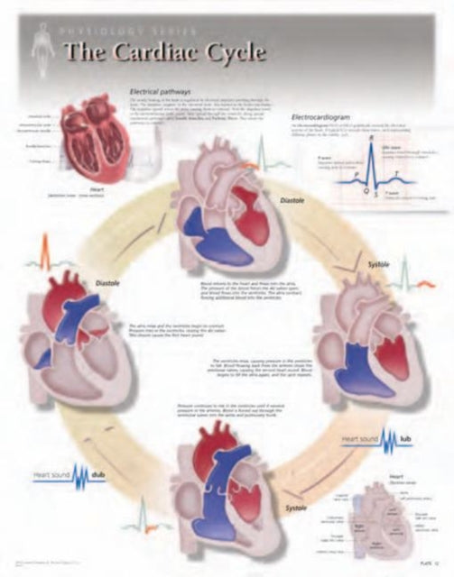 Book cover of: Cardiac Cycle Laminated Poster