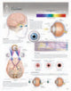 Book cover of: Vision Laminated Poster
