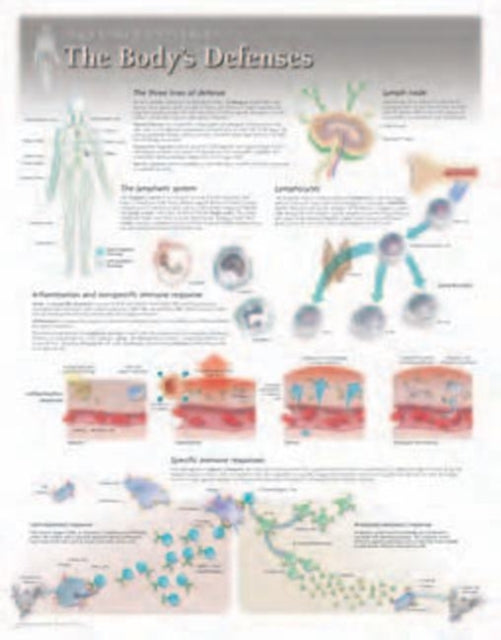 Book cover of: Body's Defences Laminated Poster