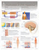 Book cover of: Homeostatis & Heat Regulation Laminated Poster