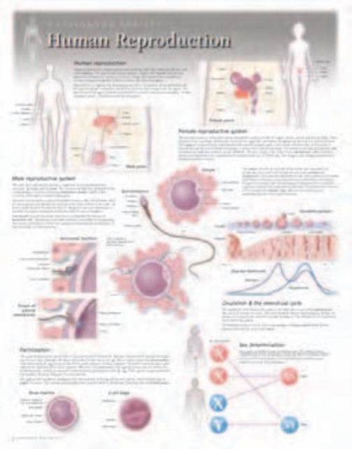 Book cover of: Human Reproduction Laminated Poster