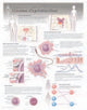 Book cover of: Human Reproduction Laminated Poster
