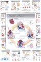 Book cover of: Complete Set of All 20 Physiology Charts
