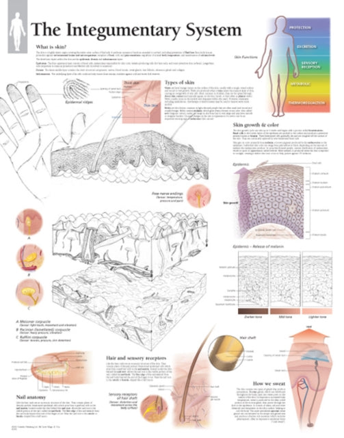Book cover of: Integumentary System Paper Poster