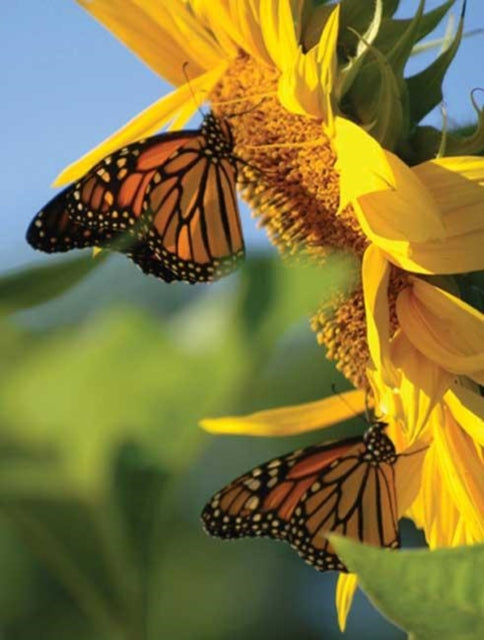 Book cover of: Butterfly Sunflower Blank Journal