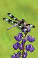 Book cover of: Dragonfly Blank Journal. By: David Brislance