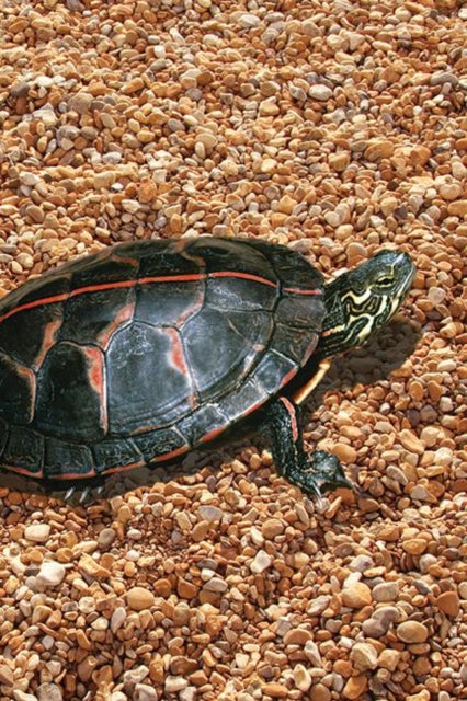 Book cover of: Painted Turtle Blank Journal