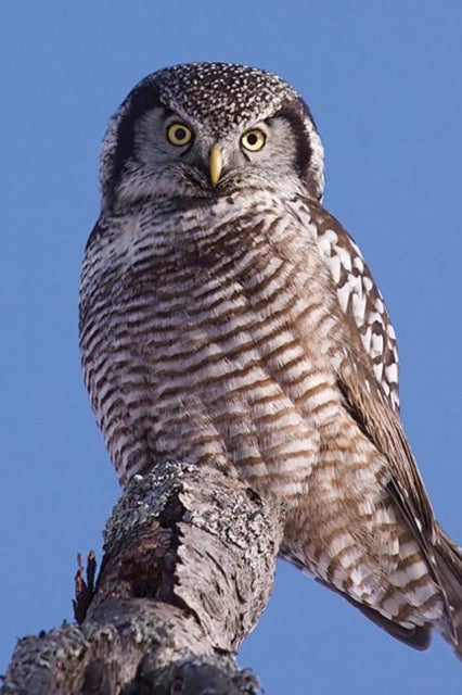 Book cover of: Hawk Owl Blank Journal. By: David Brislance