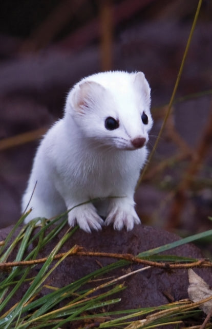 Book cover of: Short-Tailed Weasel Blank Journal. By: Nodin Press Staff