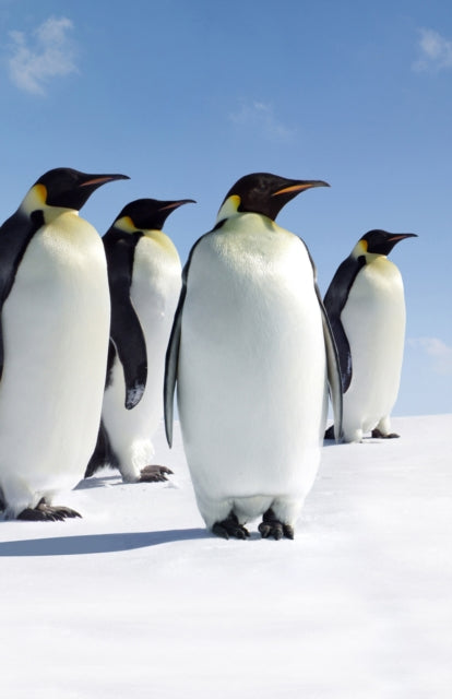 Book cover of: Penguins Blank Journal. By: Adventure Publications