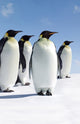 Book cover of: Penguins Blank Journal. By: Adventure Publications