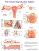 Book cover of: Female Reproductive System Anatomical Chart