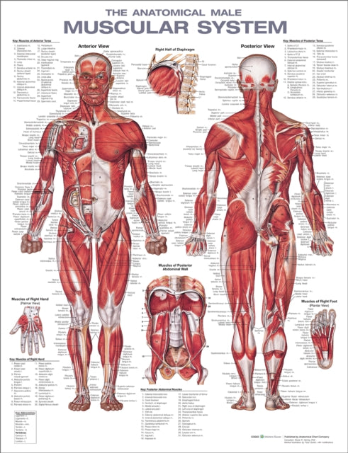 Book cover of: Anatomical Male Muscular System Anatomical Chart