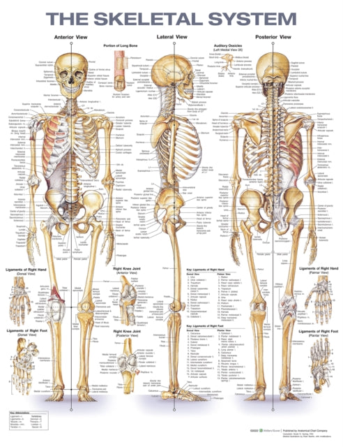 Book cover of: Skeletal System Anatomical Chart