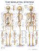 Book cover of: Skeletal System Anatomical Chart