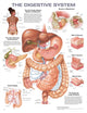 Book cover of: Digestive System Anatomical Chart. By: Anatomical Chart Company
