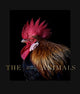 Book cover of: Animals. By: Estela de Castro