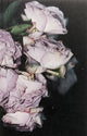 Book cover of: Martin Maeller: Nervous Dust. By: Martin Maeller