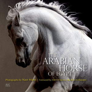 Arabian Horse of Egypt