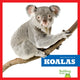 Book cover of: Koalas. By: Deniston